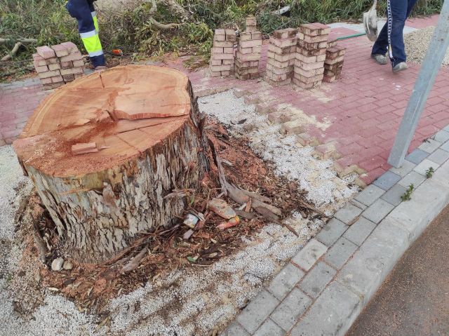 Huermur denuncia la tala de un enorme eucalipto en Barriomar