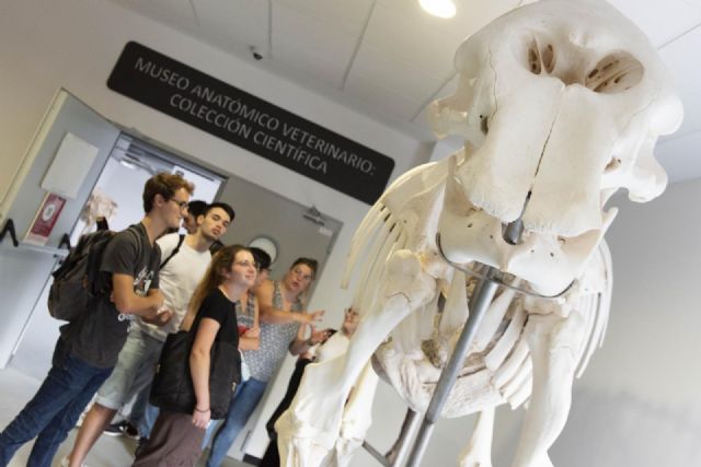 Treinta y tres esqueletos completos de animales pueden verse en el Museo Veterinario de la Universidad de Murcia