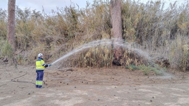 El Ayuntamiento aplica otro riego de emergencia y un tratamiento de endoterapia a los pinos centenarios de Churra